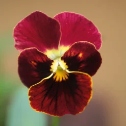 Blumensamen Historische Hornveilchen