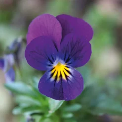 Blumensamen Historische Hornveilchen