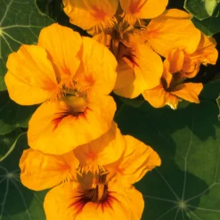 Blumensamen Historische Kapuzinerkresse