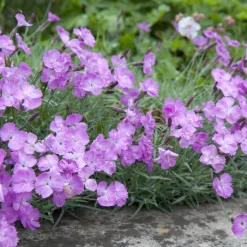 Blumensamen Historische Nelken