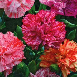 Blumensamen Historische Nelken