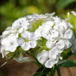 Blumensamen Historische Nelken