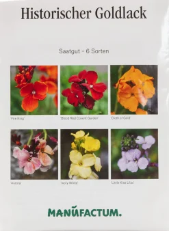 Blumensamen Historischer Goldlack