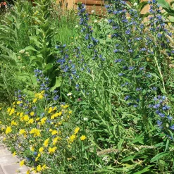 Blumensamen Saatgutmischung Nutzinsektenweide