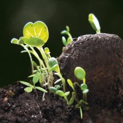 Blumensamen Samenkugeln