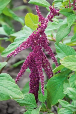 Blumensamen Samenkugeln