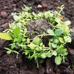 Blumensamen Samenkugeln