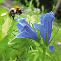 Blumensamen Samenkugeln