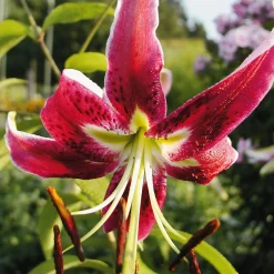 Blumenzwiebeln Gartenlilie 'Black Beauty'