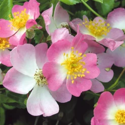 Bodendeckerrose 'Rosa Sternenflor'
