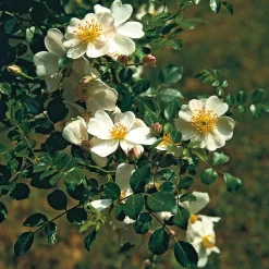 Bodendeckerrose 'Sternenflor'