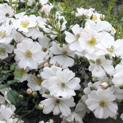 Bodendeckerrose 'Sternenflor'
