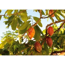 Bonnat Cacao real del Xoconuzco