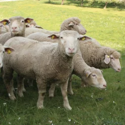 Bratwurst vom Hohenloher Lamm