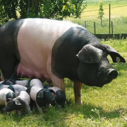 Bratwurst vom Schwäbisch-Hällischen Eichelweideschwein