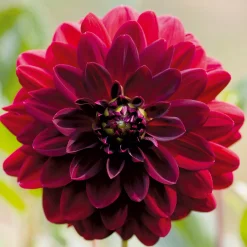 Dahlie Arabian Night