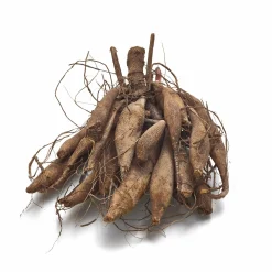 Dahlie Arabian Night