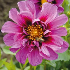 Dahlie 'Emilio Dahlio'