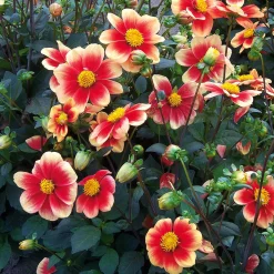 Dahlie 'Schloss Reinbek'