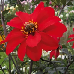 Dahlienmischung Bienenweide Beet