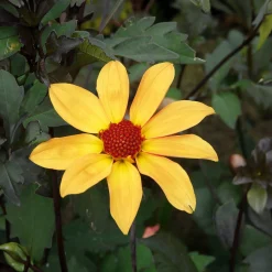 Dahlienmischung Bienenweide Beet