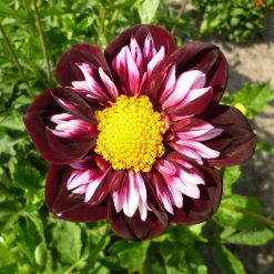 Dahlienmischung Bienenweide