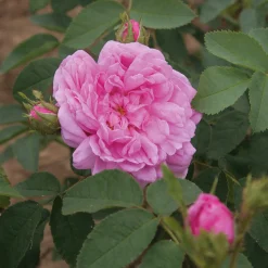 Damaszenerrose 'Miranda'