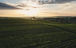 Dittelsheim Chardonnay