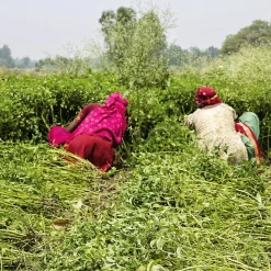 Dr. Bronner’s Duschgel