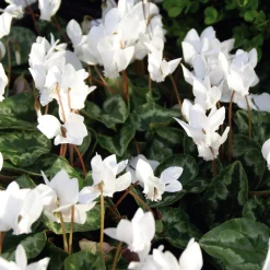 Efeublättriges Herbst-Alpenveilchen Album
