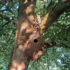 Eichhörnchenkobel Schilfgras
