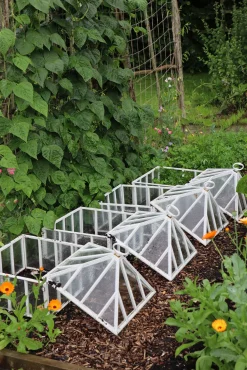 Englische Frühbeetglocke