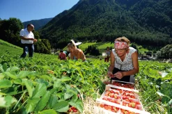 Erdbeer-Fruchtaufstrich aus Südtirol