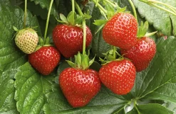 Erdbeer-Fruchtaufstrich aus Südtirol