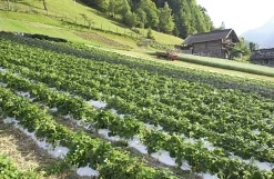 Erdbeer-Fruchtaufstrich aus Südtirol