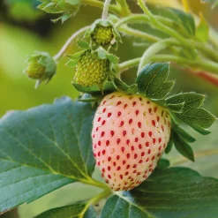Erdbeerpaket Balkon-Erdbeeren