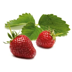 Erdbeer-Probierpaket No. 2