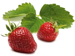 Erdbeer-Probierpaket No. 1