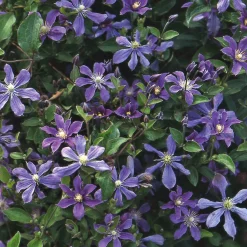 Ganzblättrige Waldrebe 'Arabella'