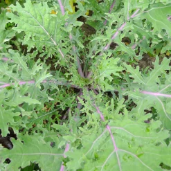 Gemüsejungpflanzen für das Hochbeet Set 1 und 2