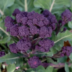 Gemüsejungpflanzen für das Hochbeet Set 1 und 2