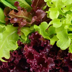 Gemüsejungpflanzen für das Hochbeet Set 1 und 2