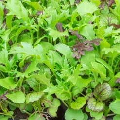 Gemüsejungpflanzen für das Hochbeet Set 1 und 2