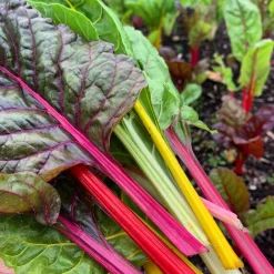 Gemüsejungpflanzen für das Hochbeet Set 1 und 2