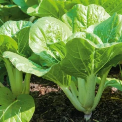 Gemüsesamen Asiatische Gemüse