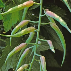 Gemüsesamen Asiatische Gemüse