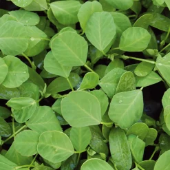 Gemüsesamen Asiatische Kräuter