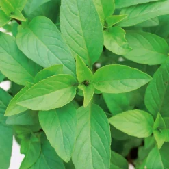 Gemüsesamen Asiatische Kräuter