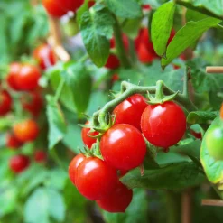 Gemüsesamen Balkonfruchtgemüse