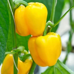 Gemüsesamen Balkonfruchtgemüse